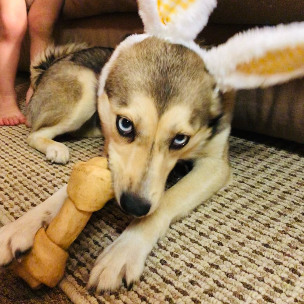 My pets! - Picture 1 of 5